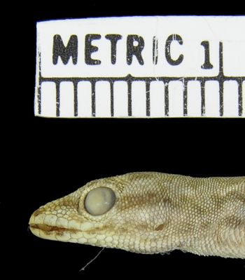 Media type: image;   Herpetology R-42698